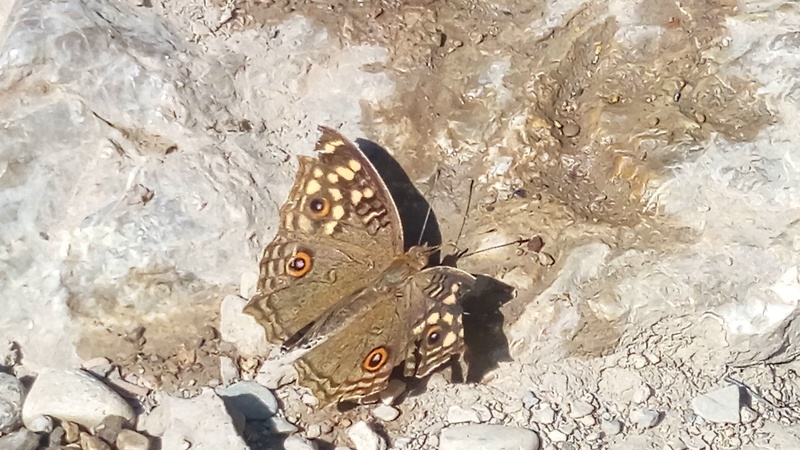 Butterfly with eye spots